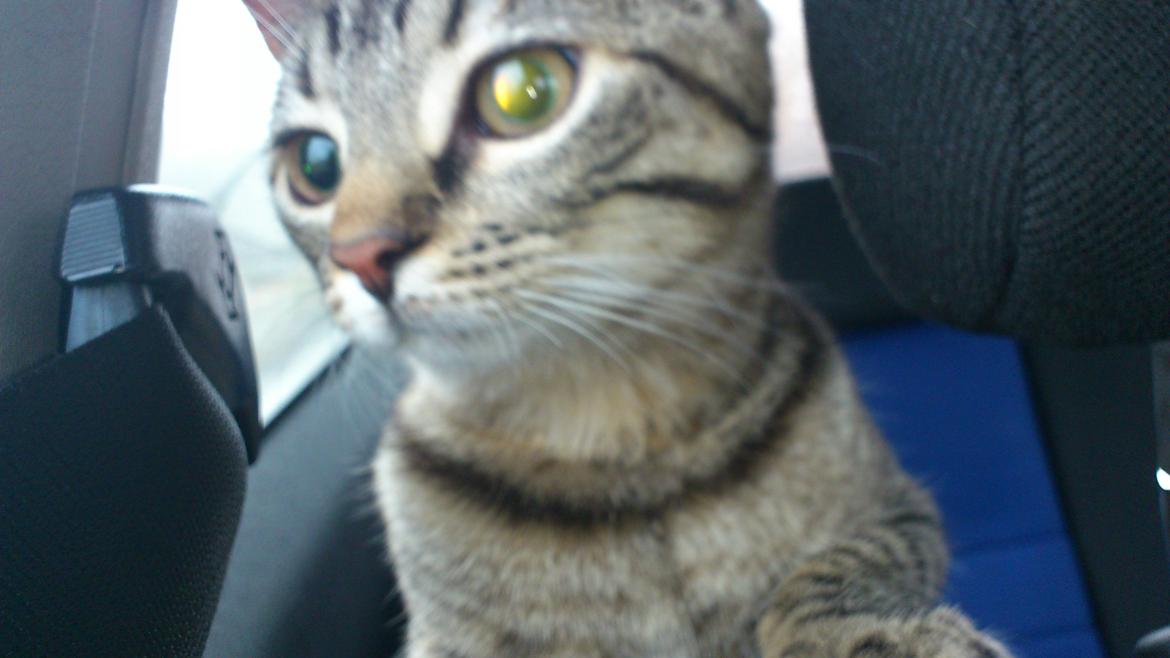 Huskat My, lille my, Myse billede 20