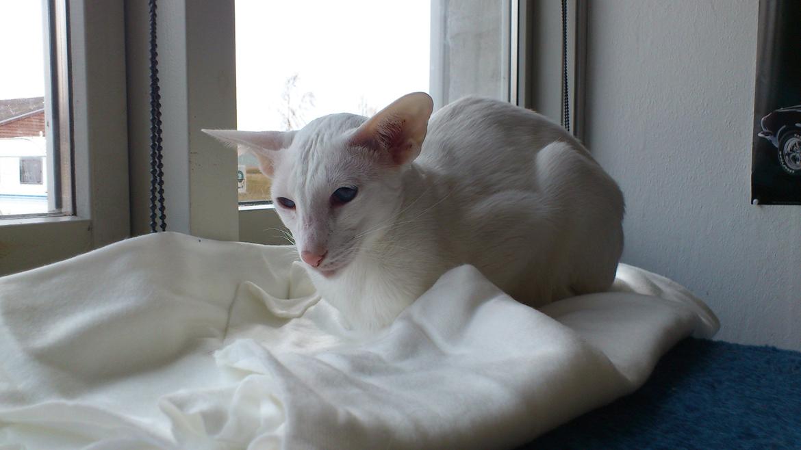 Siameser Cleopatra Jedi's Dream, aka Cleo, Beo billede 1