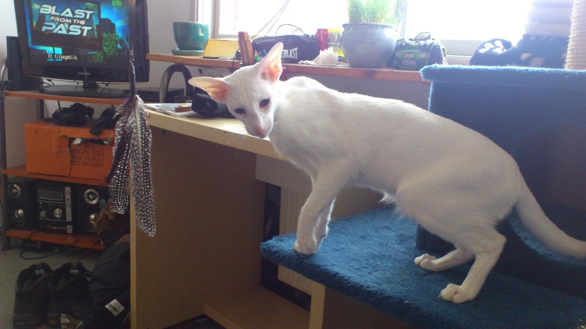 Siameser Cleopatra Jedi's Dream, aka Cleo, Beo billede 2