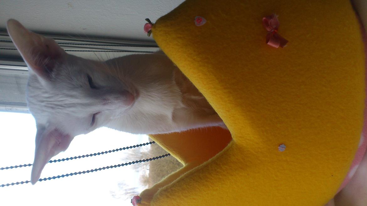 Siameser Cleopatra Jedi's Dream, aka Cleo, Beo billede 4