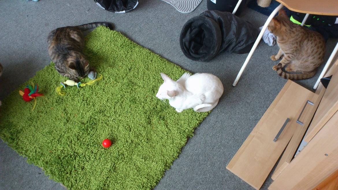 Siameser Cleopatra Jedi's Dream, aka Cleo, Beo billede 5