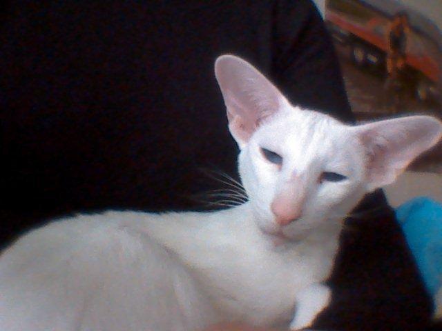 Siameser Cleopatra Jedi's Dream, aka Cleo, Beo billede 6