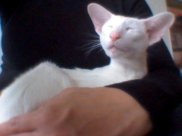 Siameser Cleopatra Jedi's Dream, aka Cleo, Beo billede 7