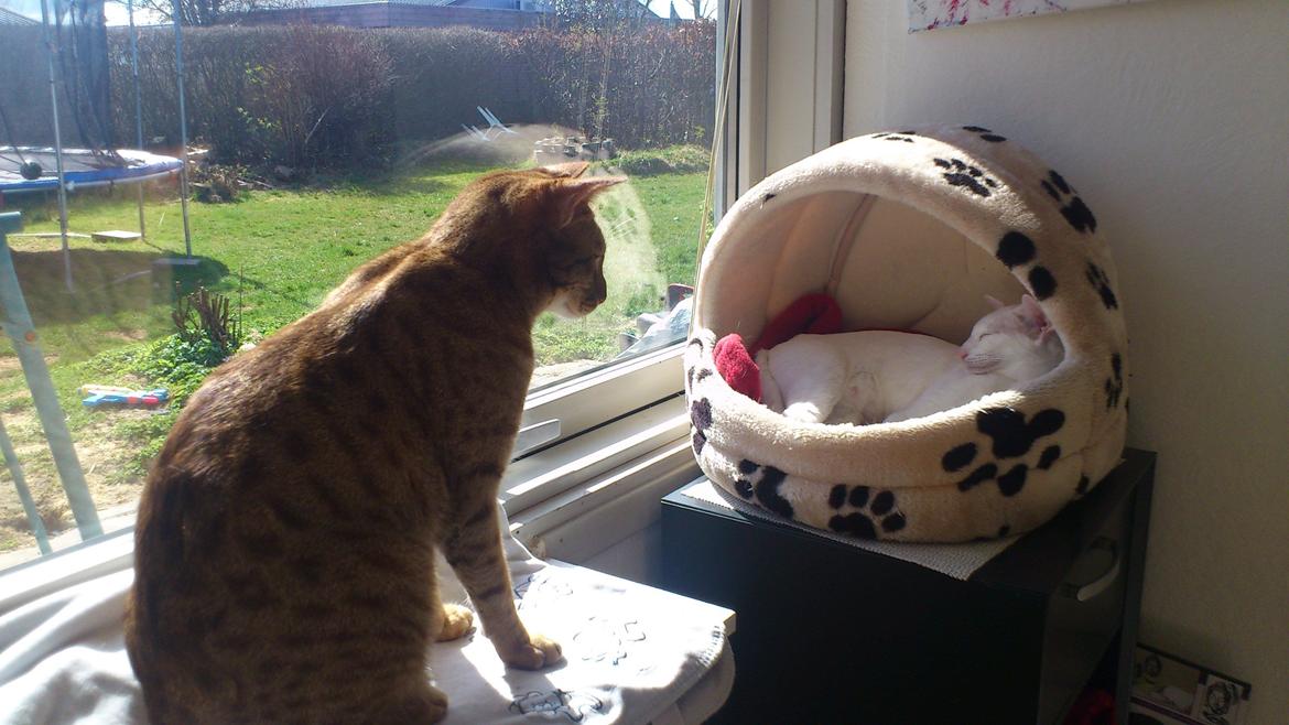 Siameser Cleopatra Jedi's Dream, aka Cleo, Beo billede 10