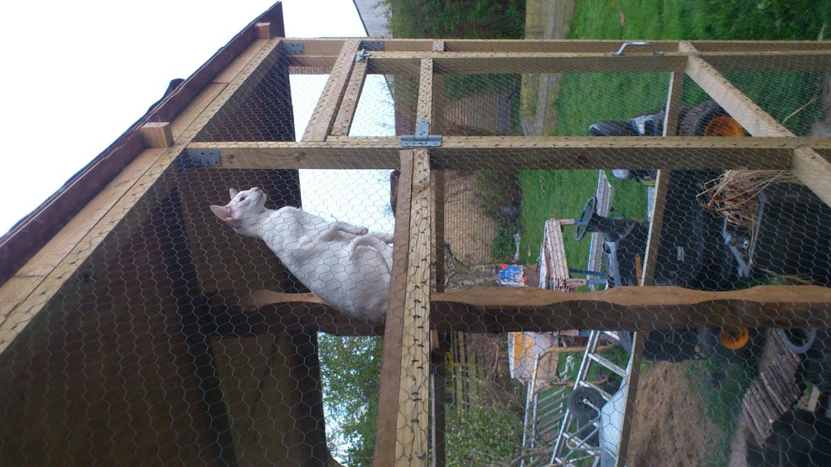 Siameser Cleopatra Jedi's Dream, aka Cleo, Beo billede 11