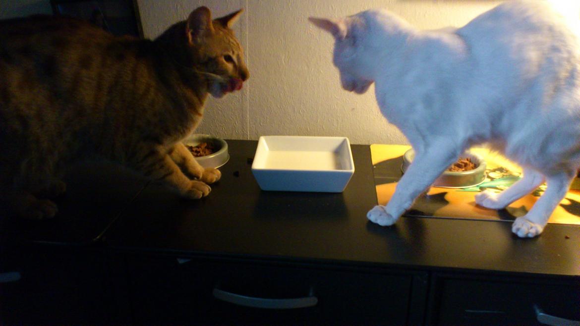 Siameser Cleopatra Jedi's Dream, aka Cleo, Beo billede 12