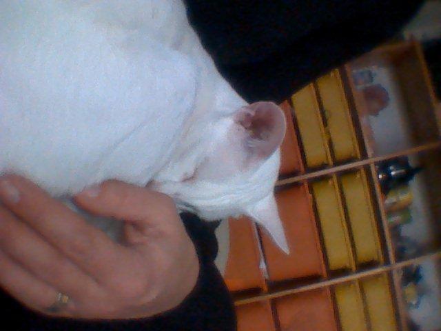 Siameser Cleopatra Jedi's Dream, aka Cleo, Beo billede 13