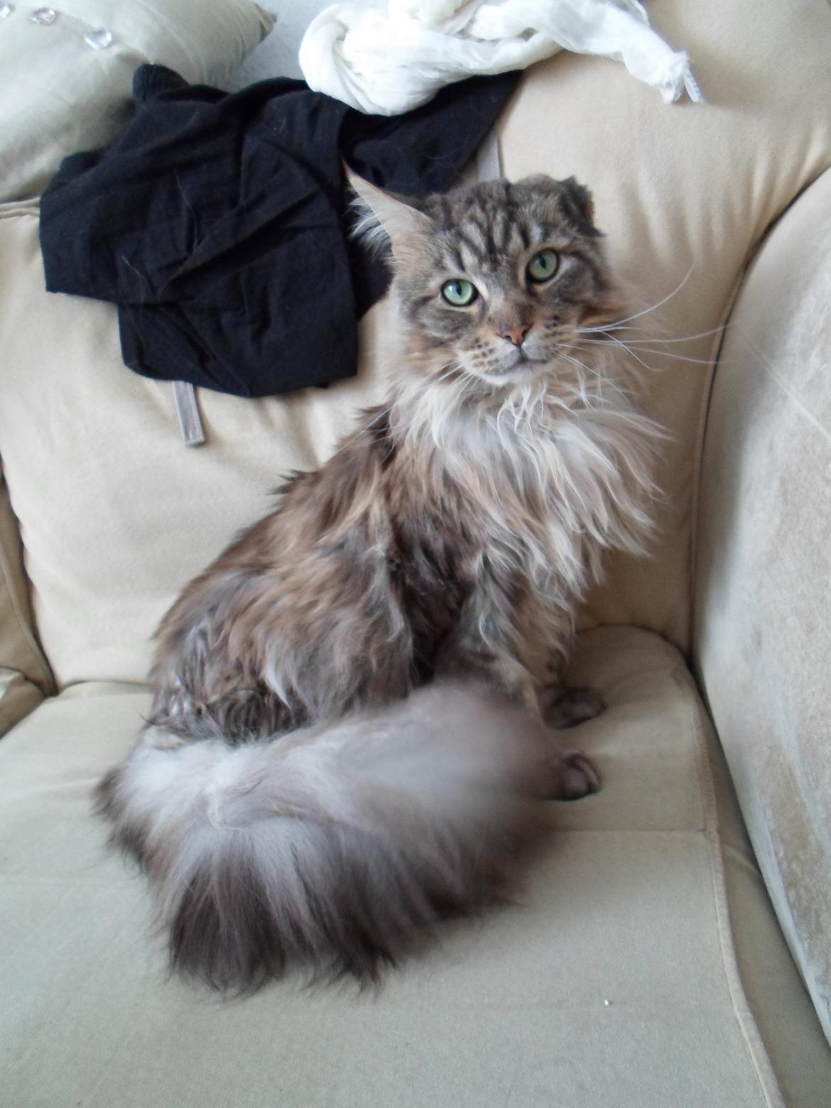 Maine Coon mercy billede 1