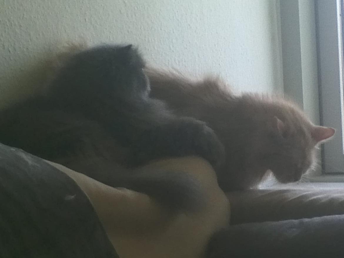 Maine Coon Creamy - Er SÅ meget klar til en fyr! Trist min ven her ikke har "kulerne" til det... ;-) billede 15