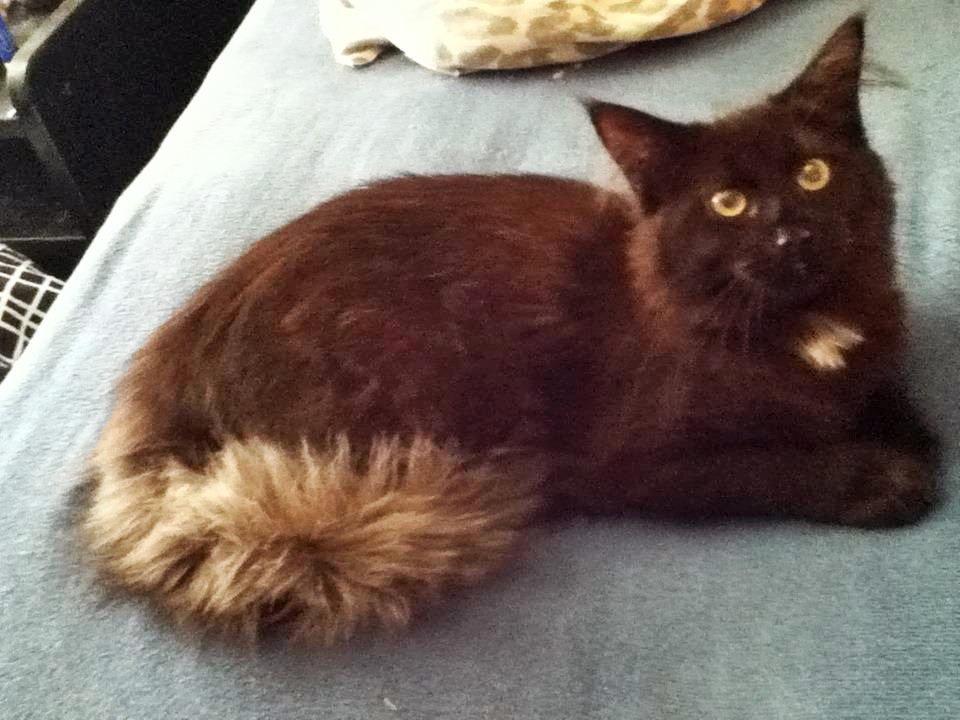 Maine Coon Lille Missen billede 3