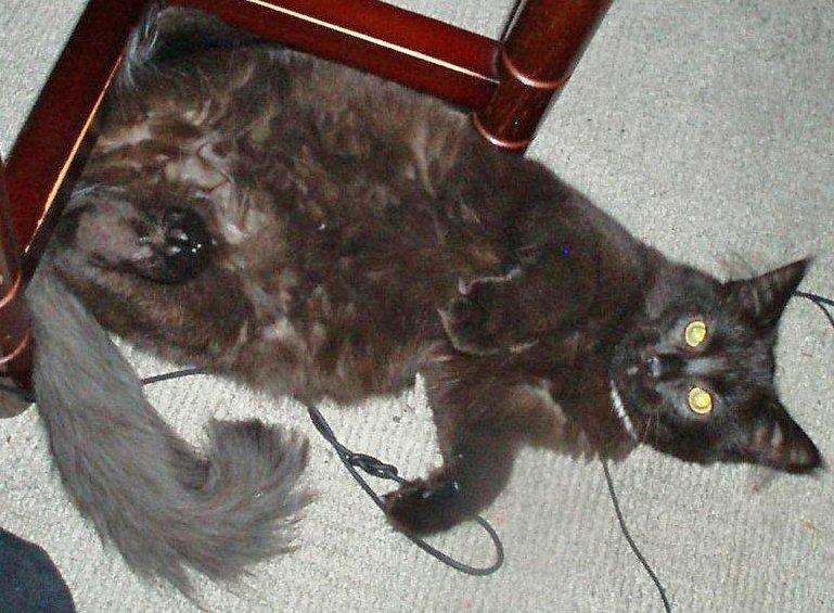 Maine Coon Lille Missen billede 5