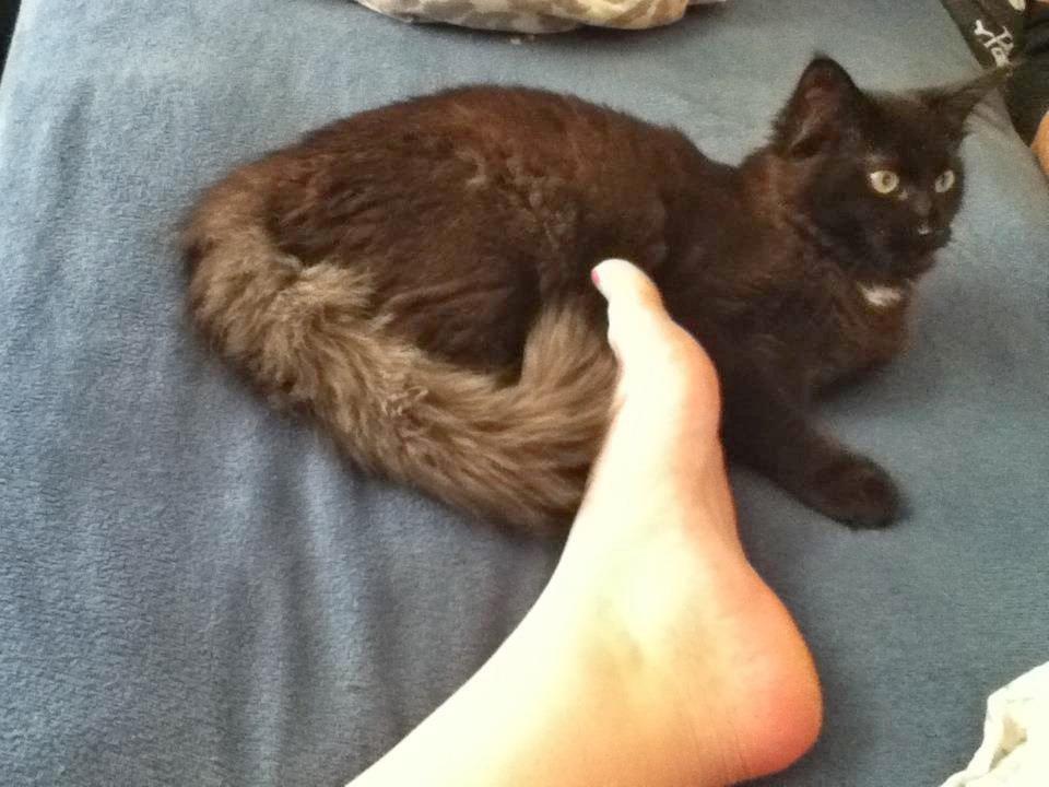 Maine Coon Lille Missen billede 7