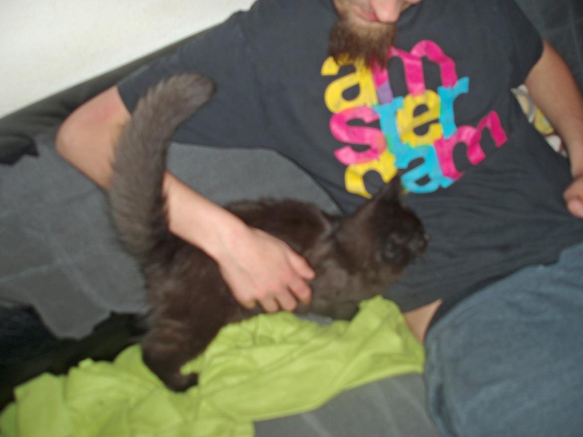Maine Coon Lille Missen billede 11