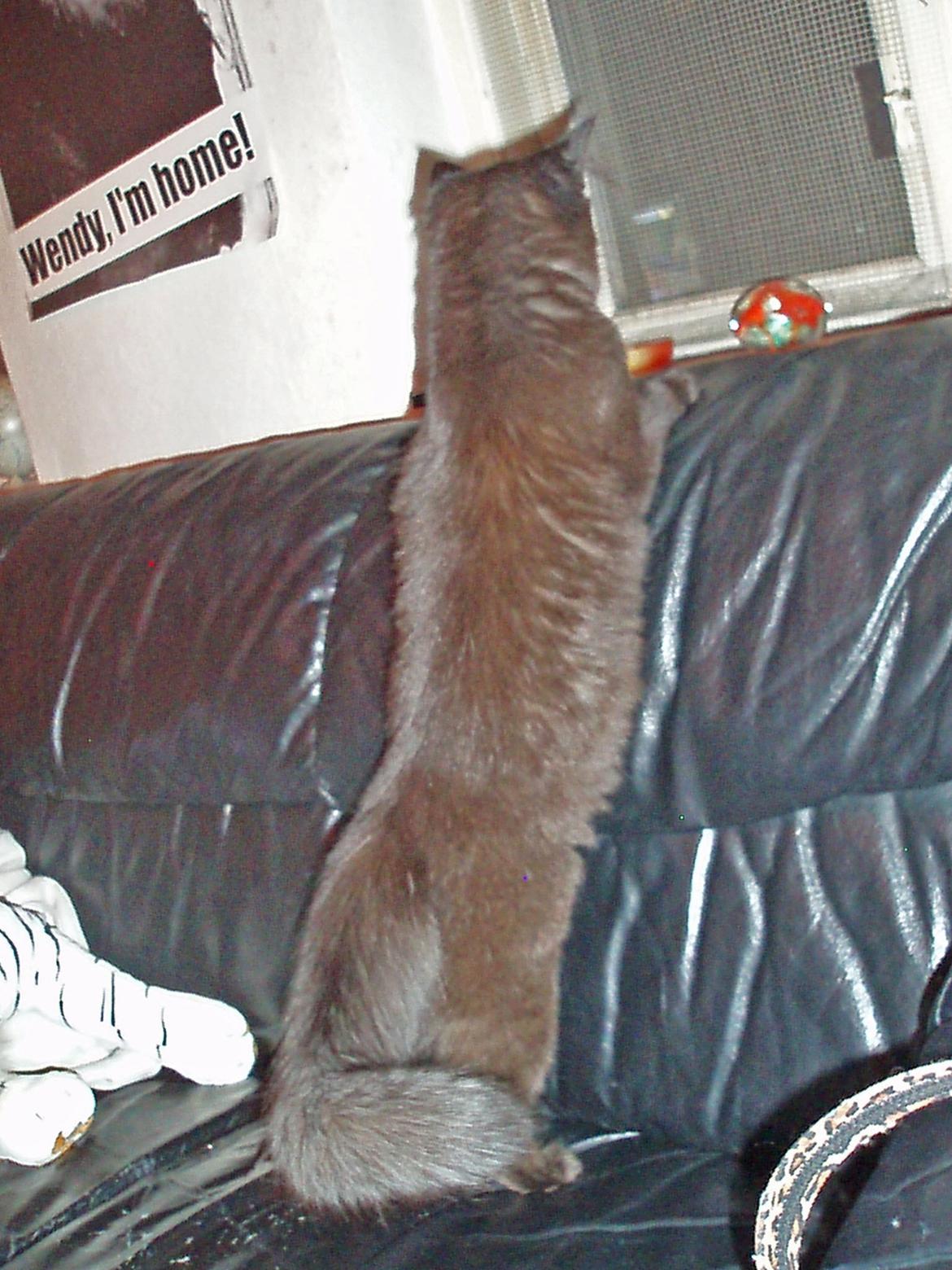 Maine Coon Lille Missen billede 12