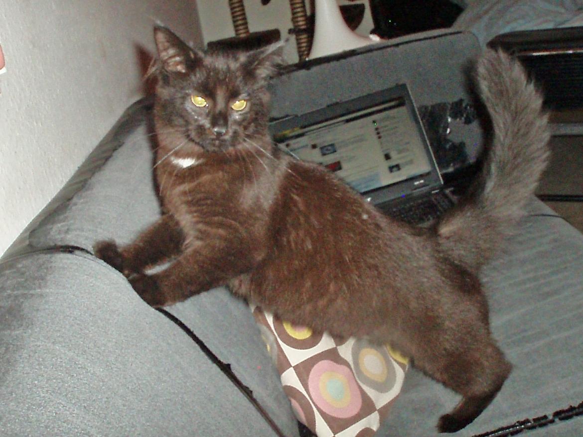Maine Coon Lille Missen billede 13
