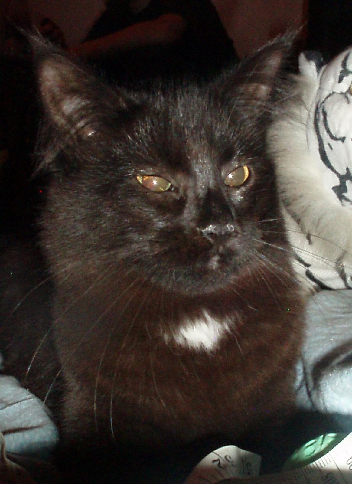 Maine Coon Lille Missen billede 15