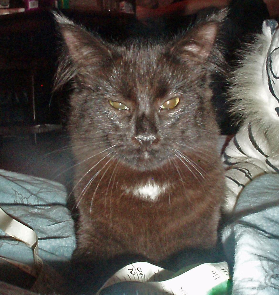 Maine Coon Lille Missen billede 16