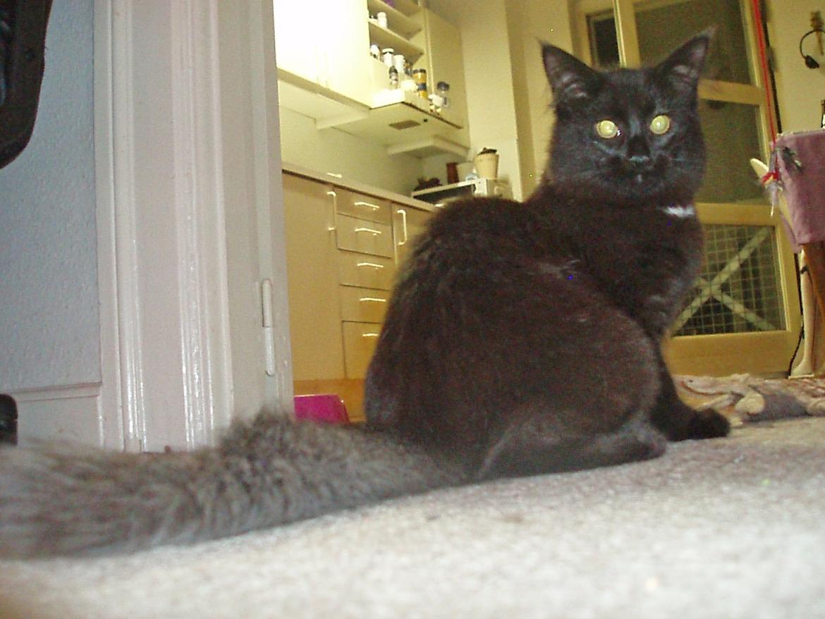 Maine Coon Lille Missen billede 17