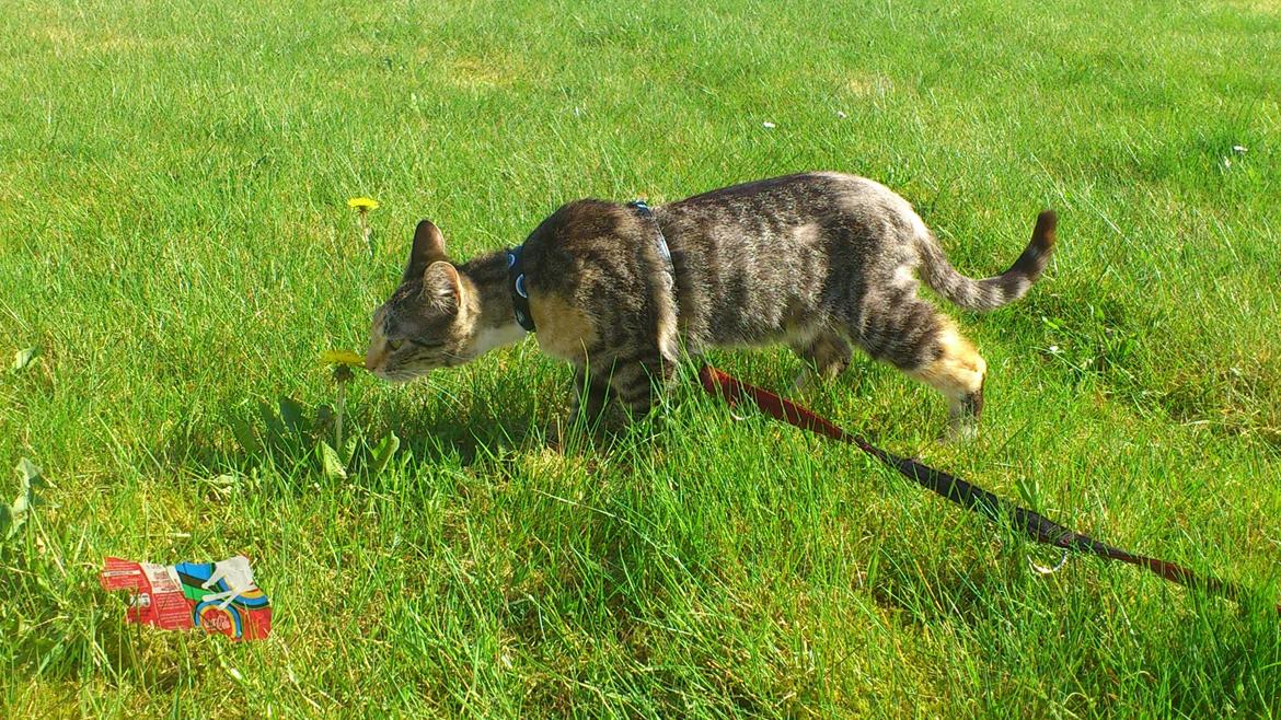 Huskat Cola billede 21