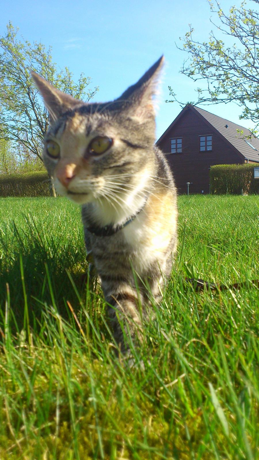 Huskat Cola billede 22