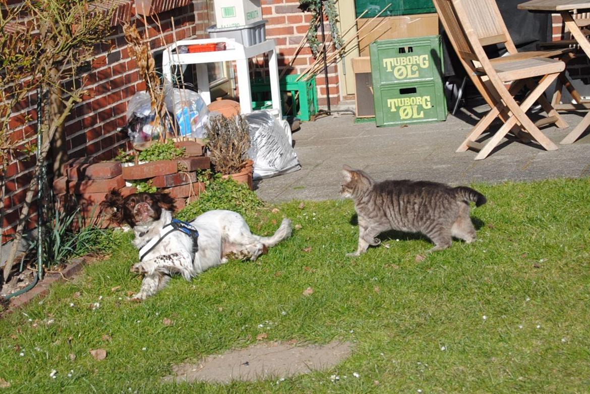 Huskat Julius (Julle) billede 2