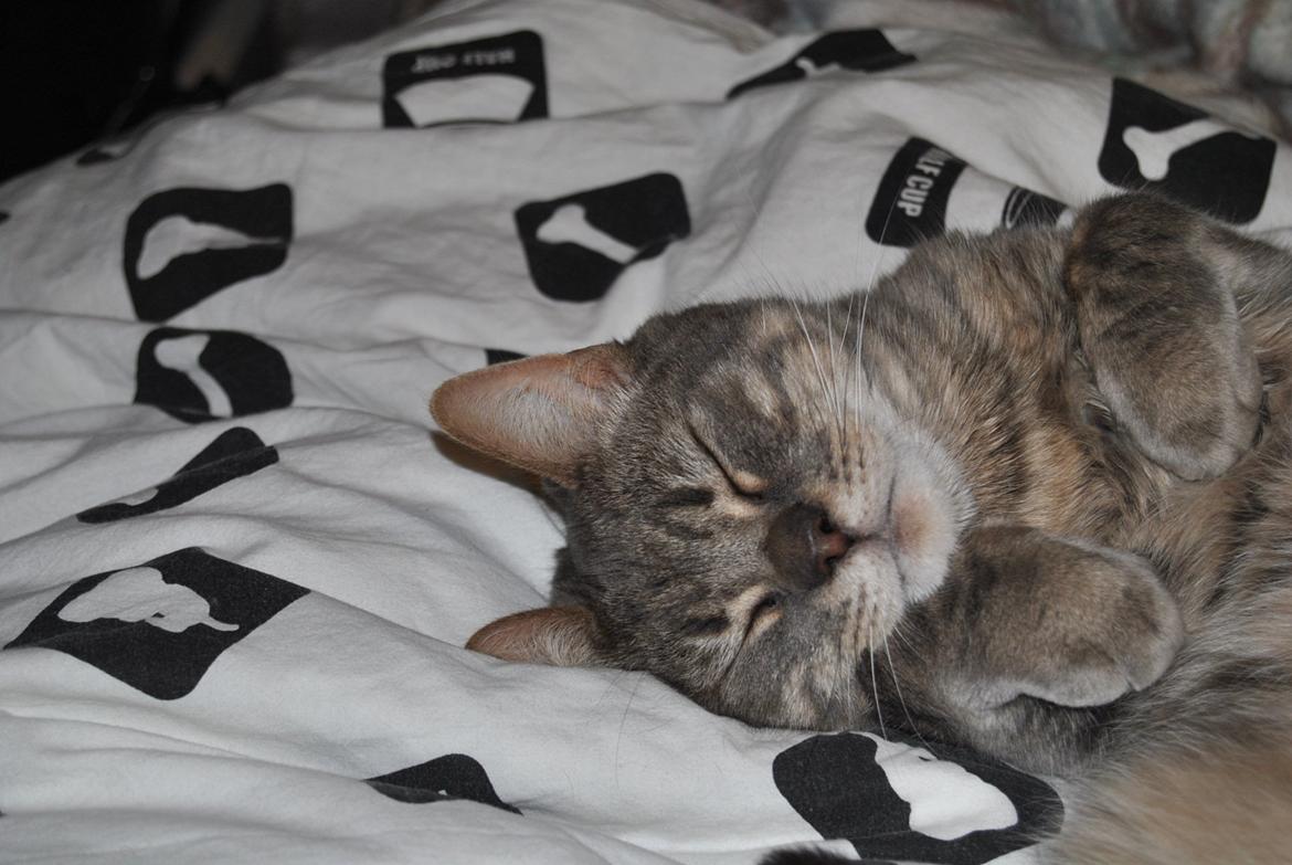 Huskat Julius (Julle) billede 3