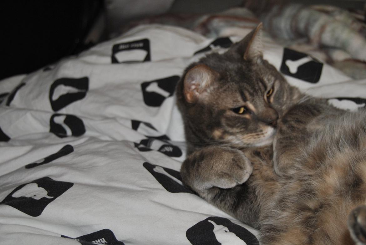 Huskat Julius (Julle) billede 4