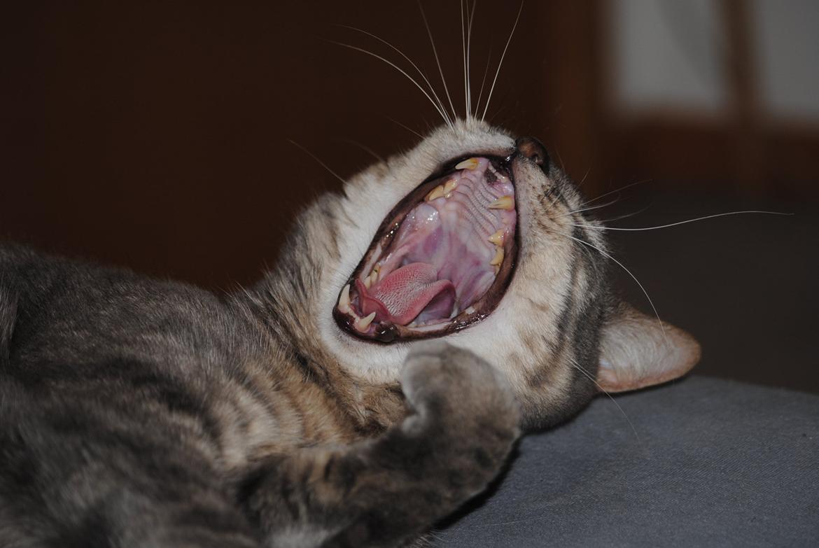 Huskat Julius (Julle) billede 5