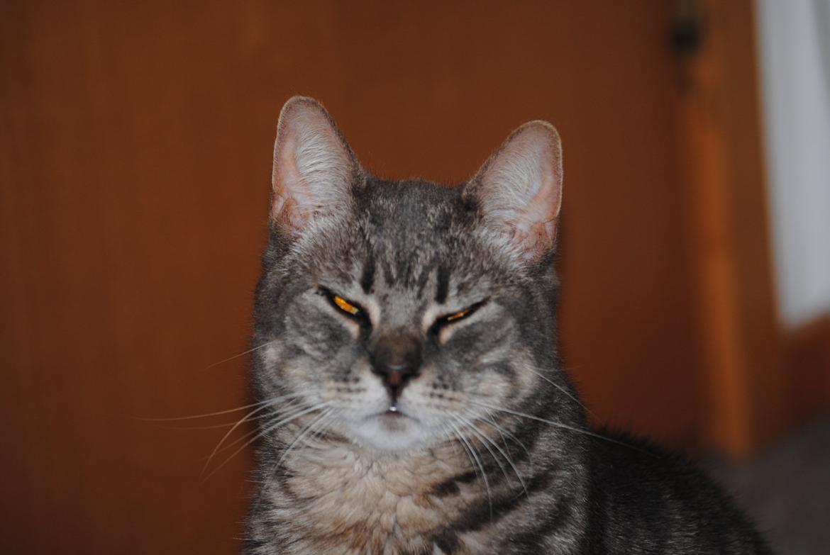 Huskat Julius (Julle) billede 6