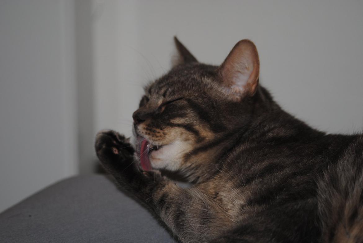 Huskat Julius (Julle) billede 7