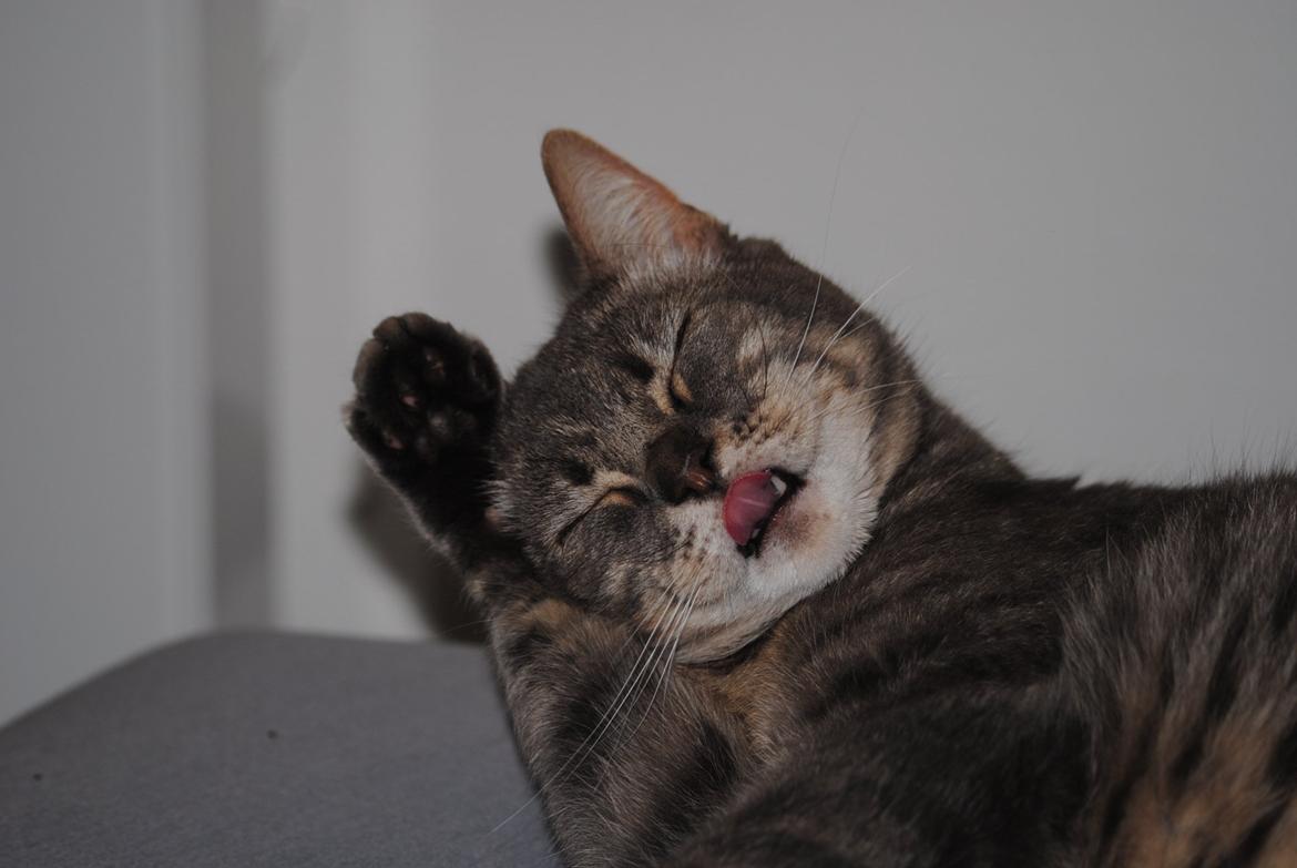 Huskat Julius (Julle) billede 8