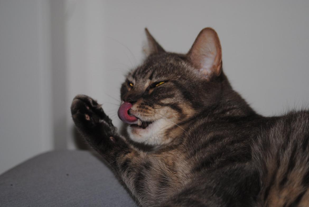 Huskat Julius (Julle) billede 9