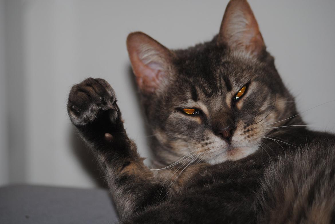 Huskat Julius (Julle) billede 10