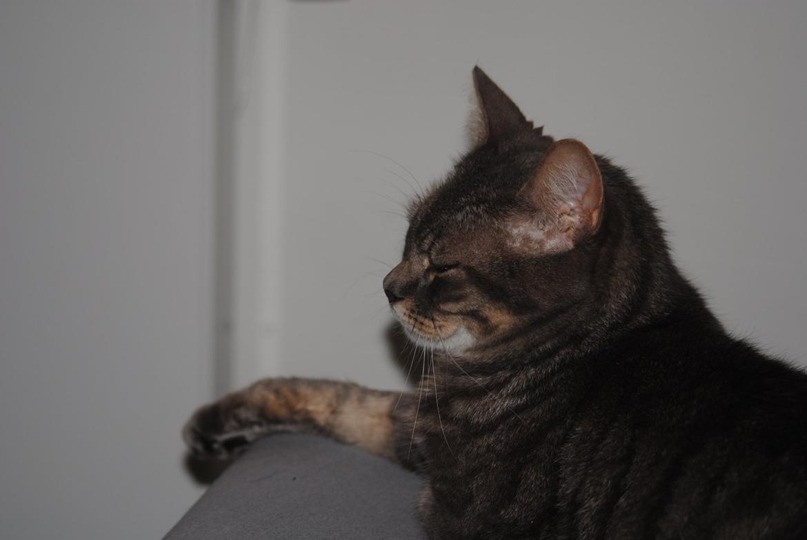 Huskat Julius (Julle) billede 11