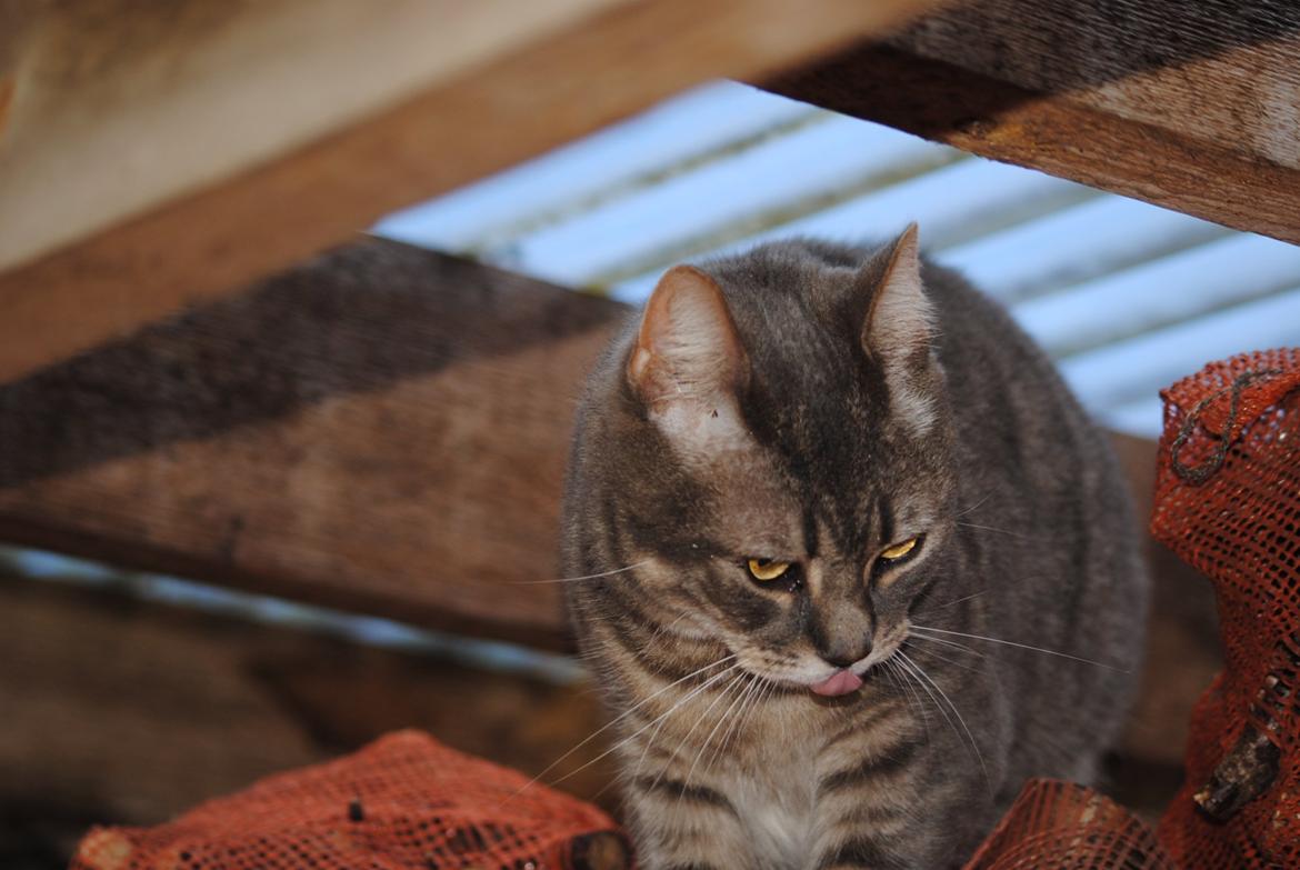 Huskat Julius (Julle) billede 12