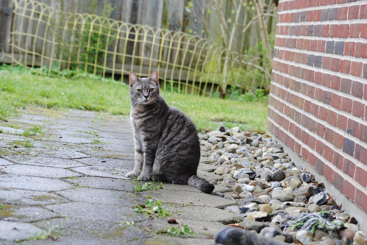 Huskat Julius (Julle) - Tak fordi du så med! billede 18