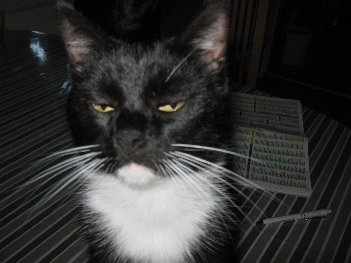 Huskat Pjevs billede 18