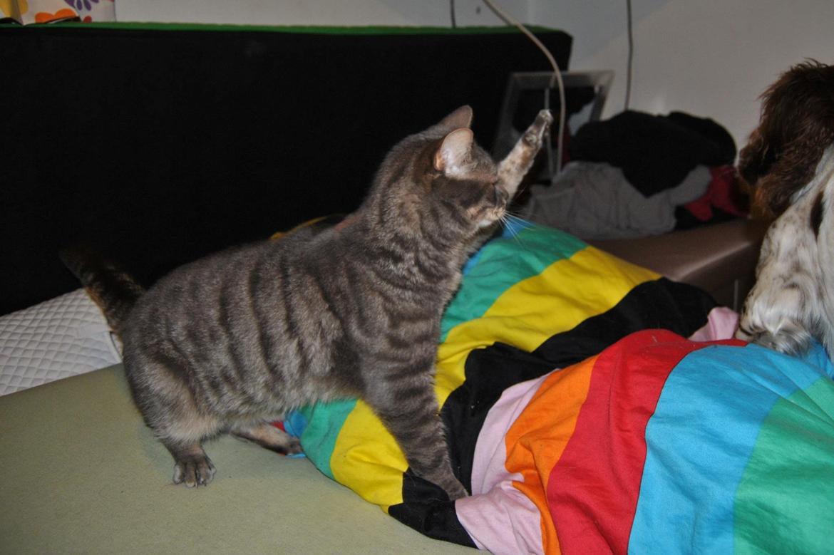 Huskat Julius (Julle) billede 13