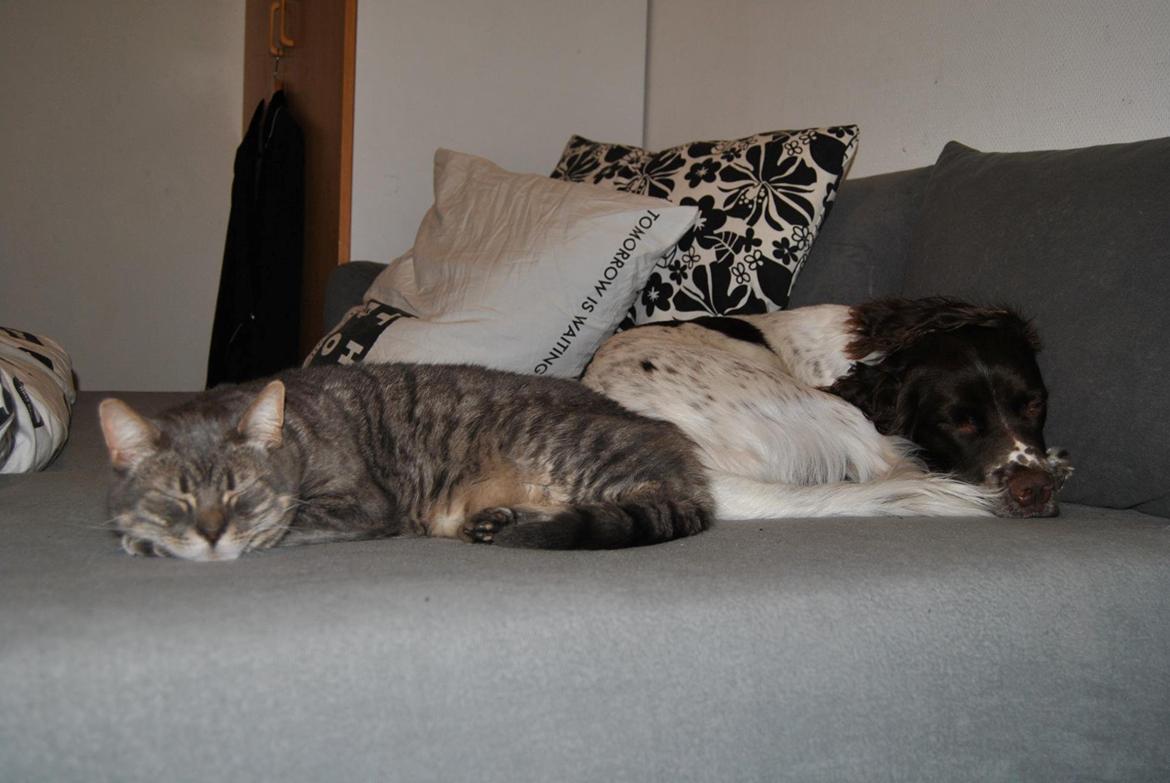 Huskat Julius (Julle) - Bedste venner!<3 billede 14