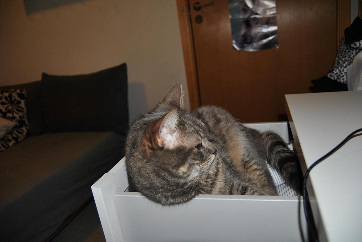 Huskat Julius (Julle) - Julle der lægger i min skuffe!:)  billede 15