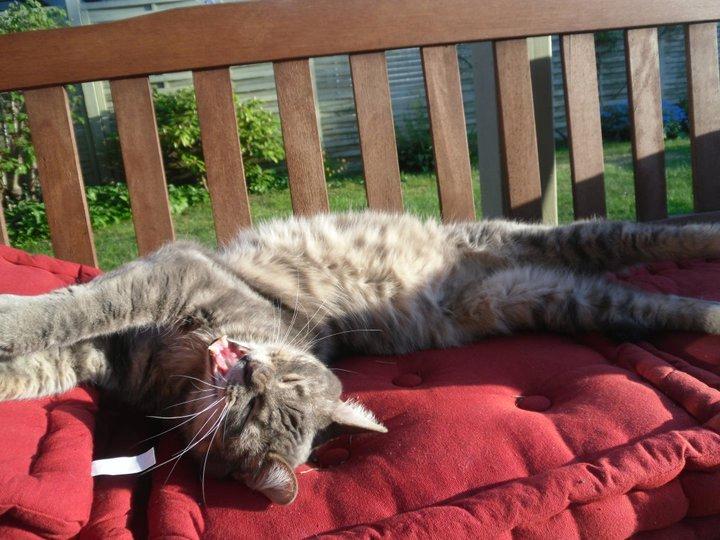 Huskat Julius (Julle) billede 17