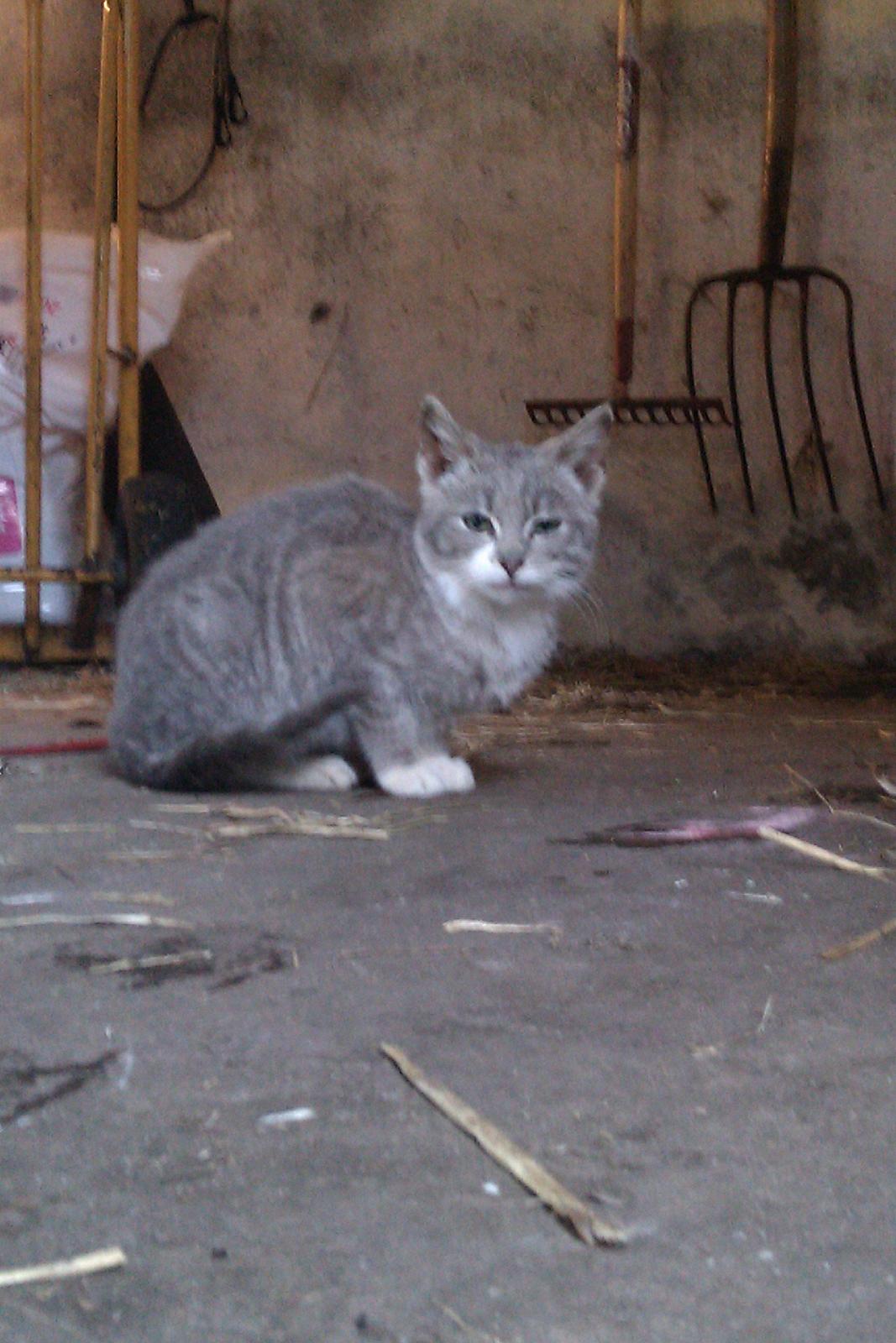 Blanding af racer Lille mis<3 billede 2