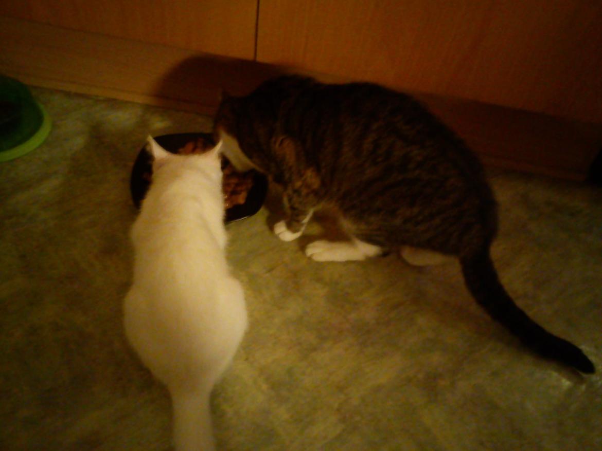 Blanding af racer Max - Spiser med minnie  billede 17