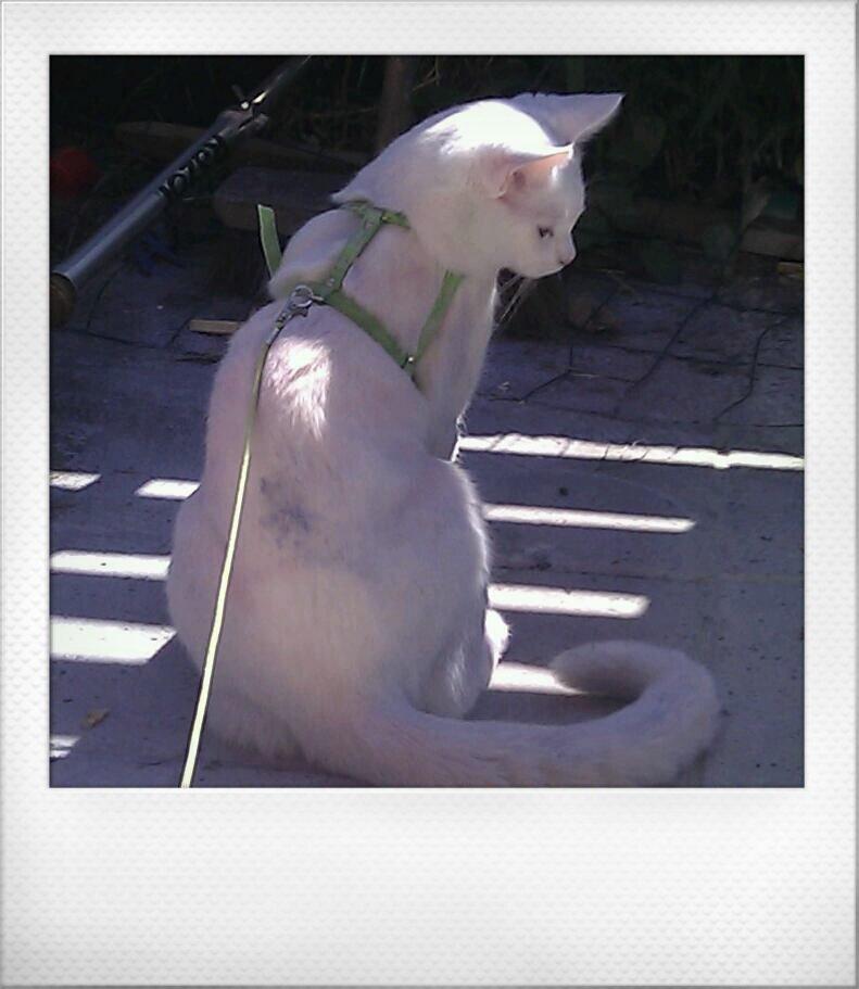 Blanding af racer Max - Har hygget sig med pigernes kridt hehe billede 18