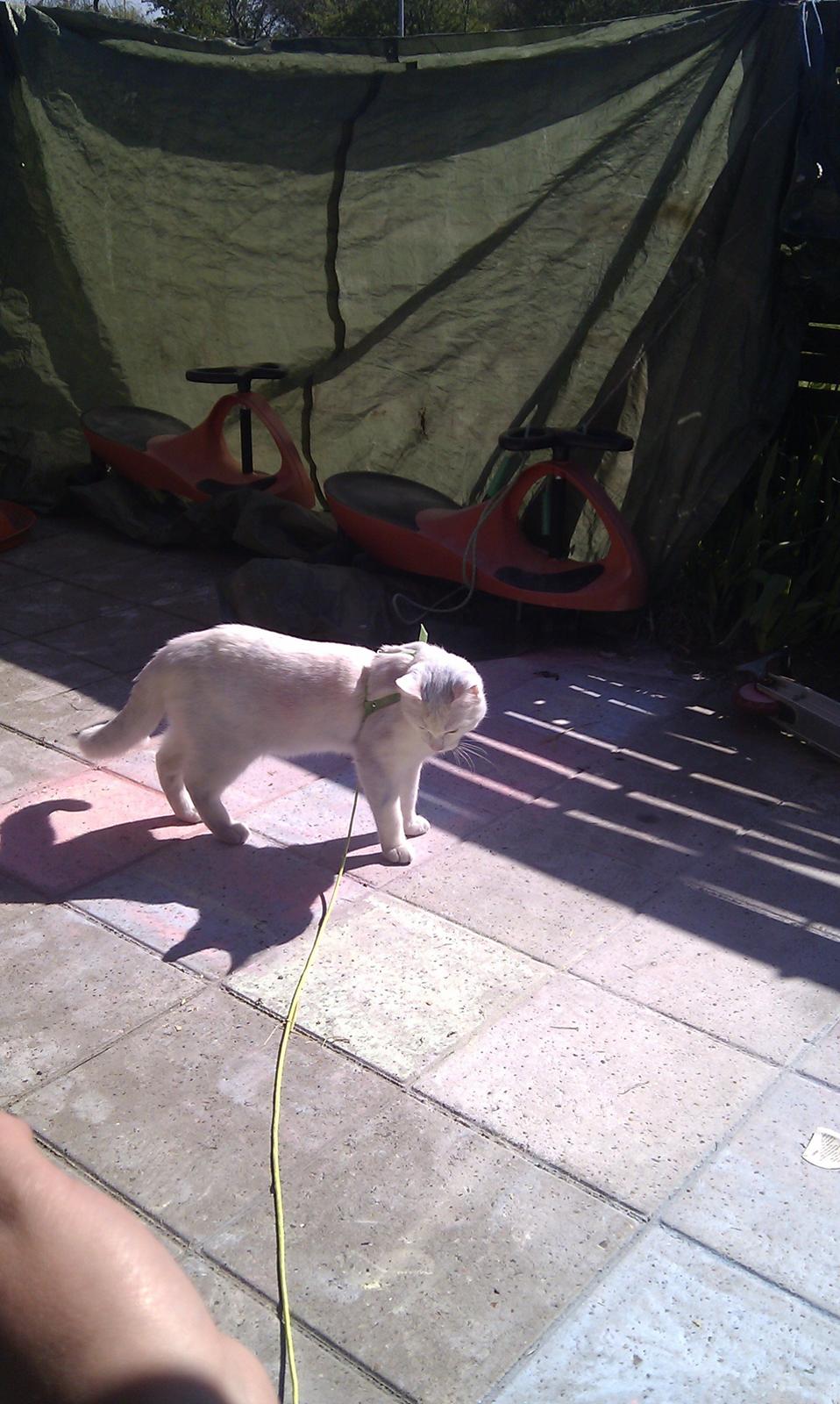 Blanding af racer Max - Hygge i haven med pigernes kridtpigernes billede 19