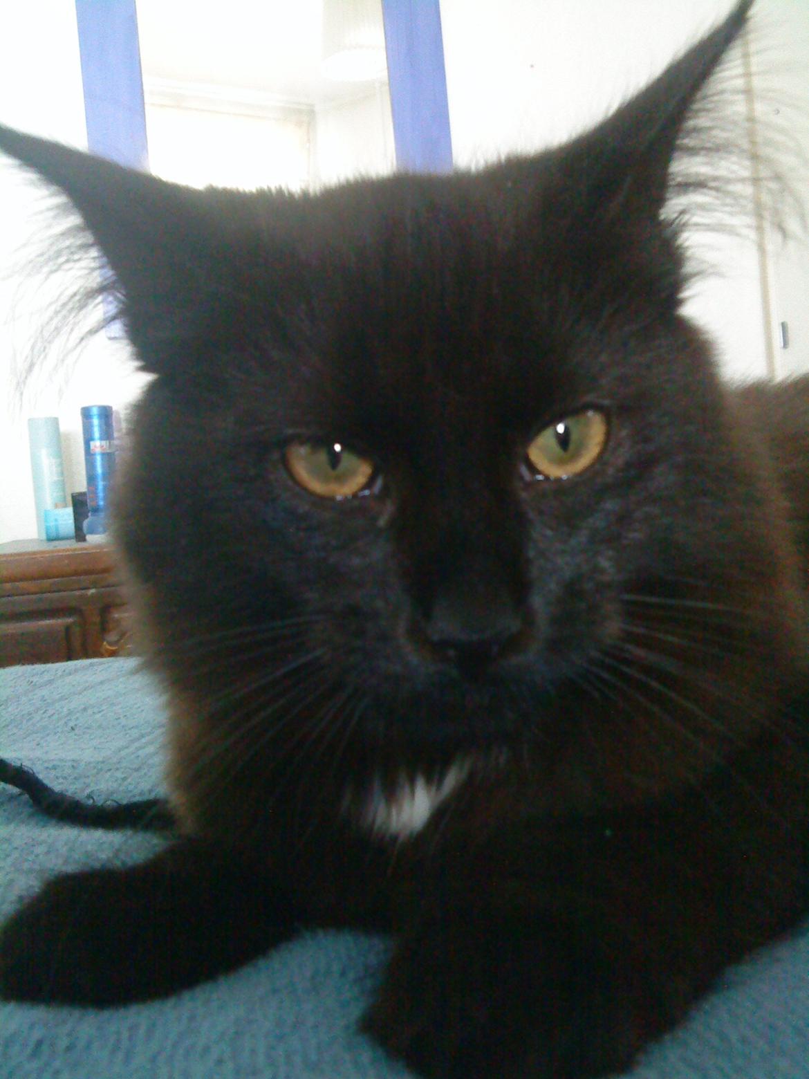 Maine Coon Lille Missen billede 14