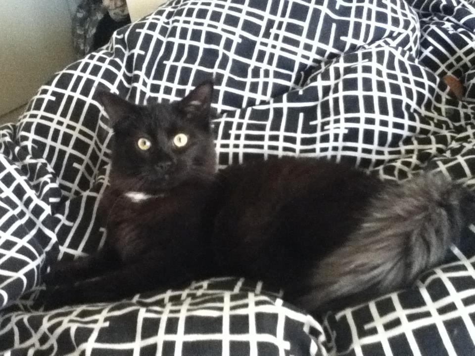 Maine Coon Lille Missen billede 4