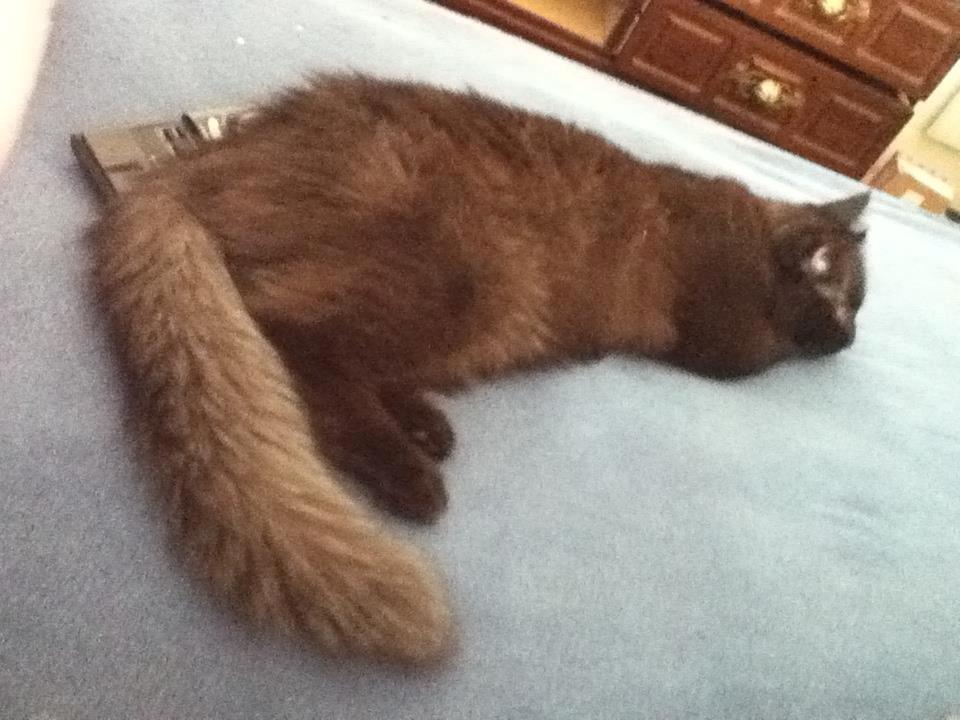 Maine Coon Lille Missen billede 8