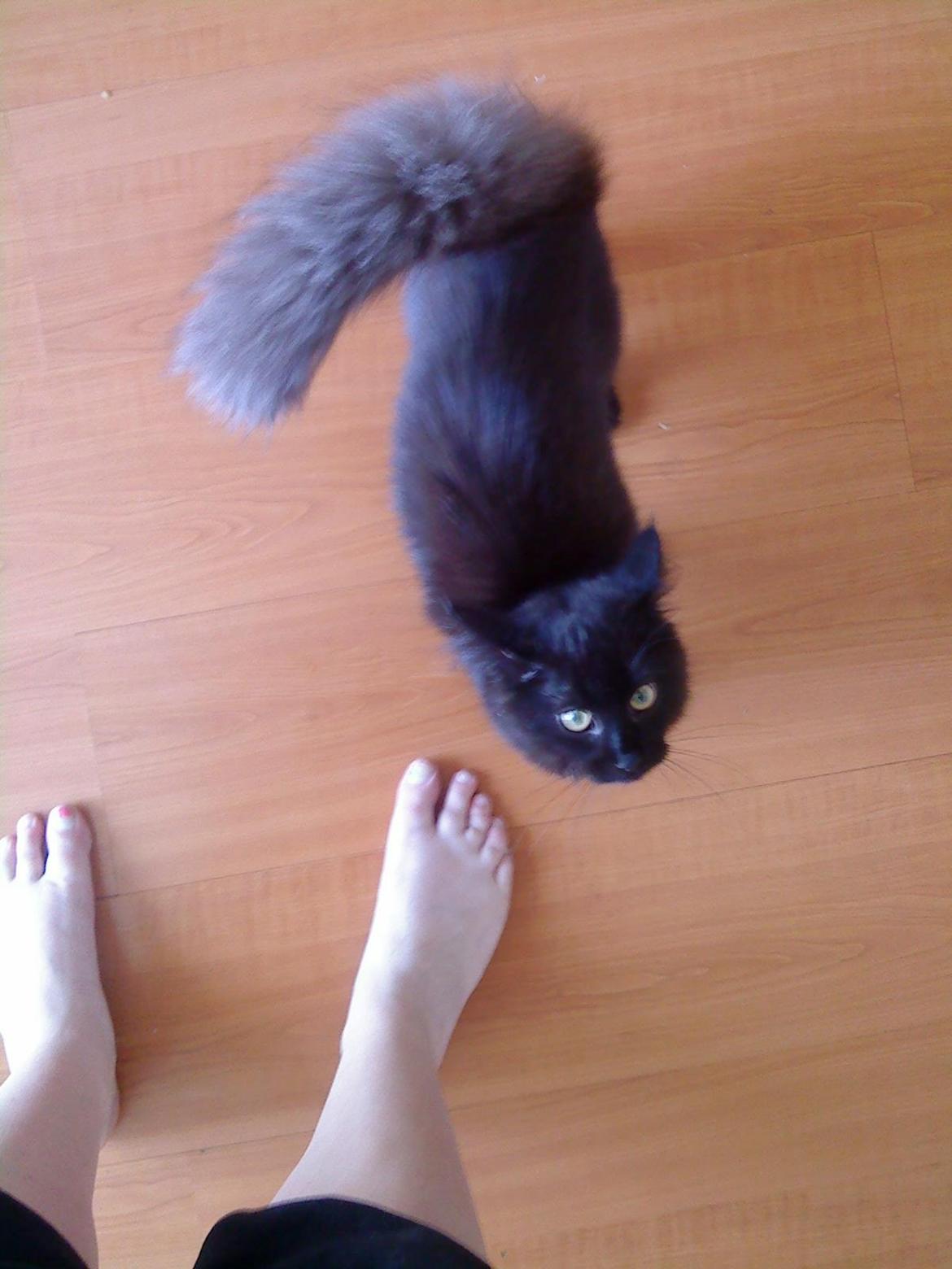 Maine Coon Lille Missen billede 6
