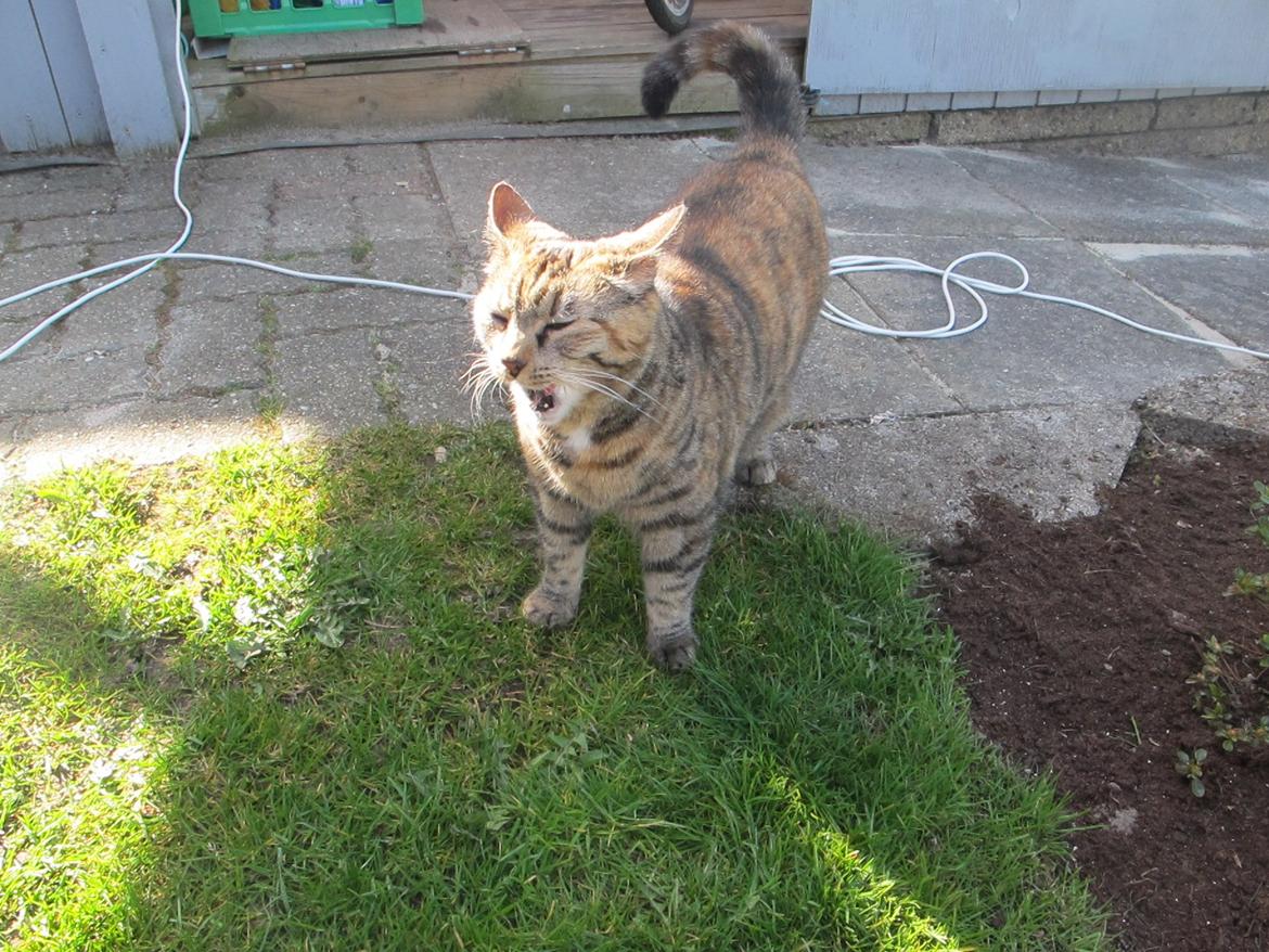 Huskat Molli billede 8